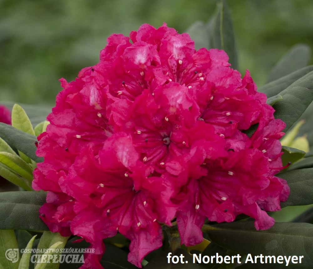 Рододендрон гибридный Дабл Кисс